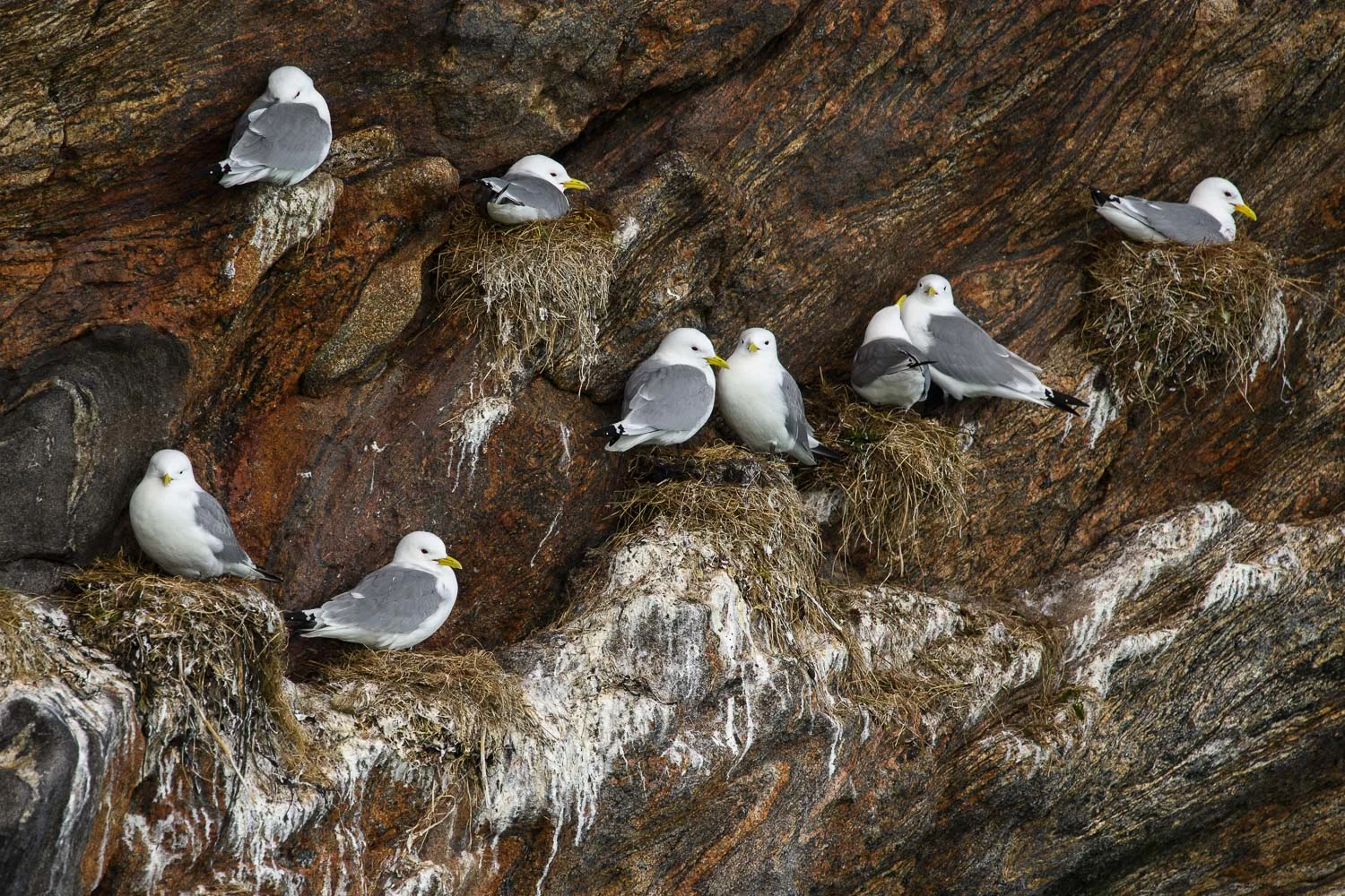 Kittiwakes Nesting on a Cliff