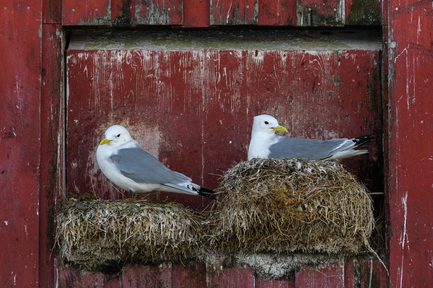 Kittiwakes Nesting on a Wooden Building