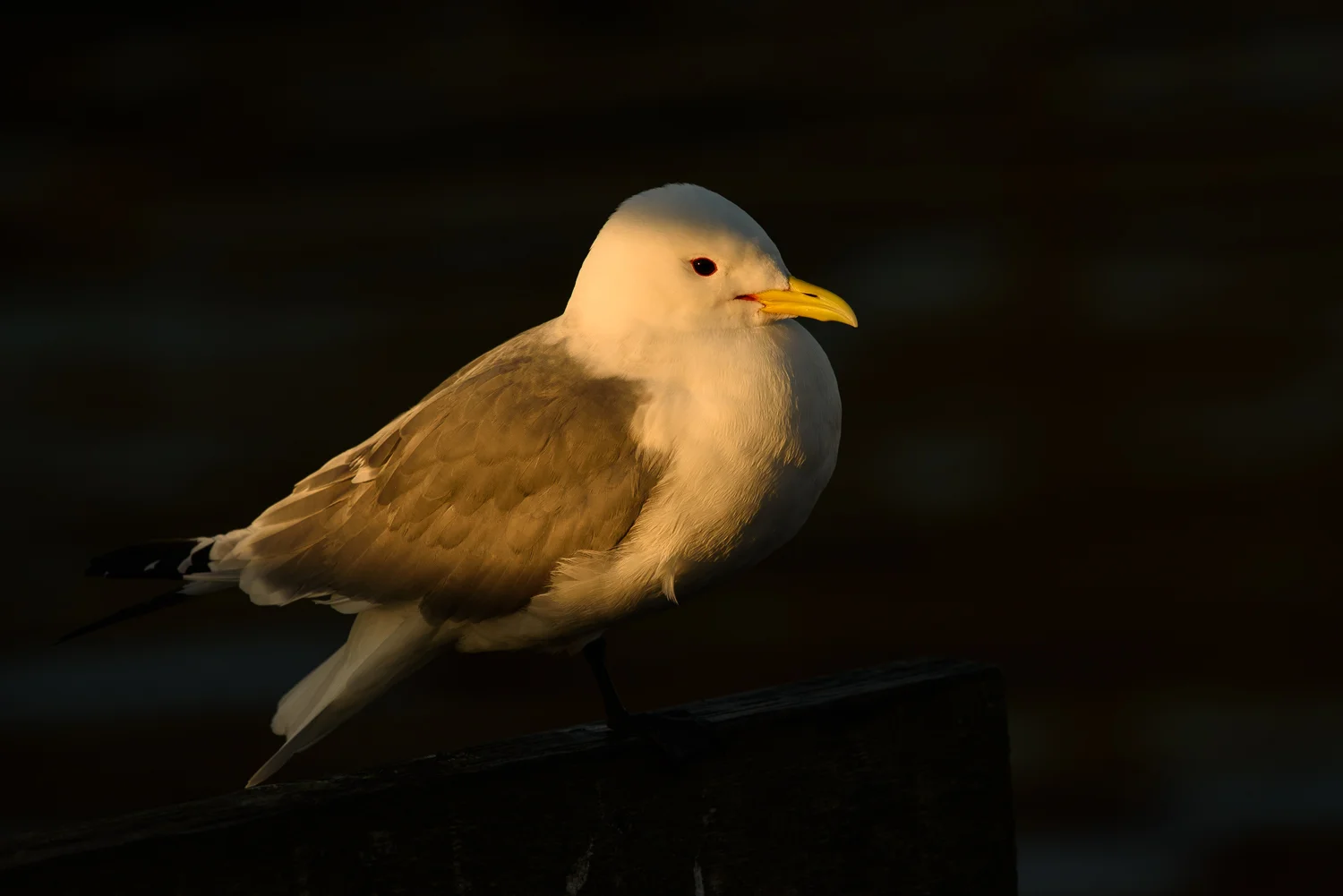 Kittiwake