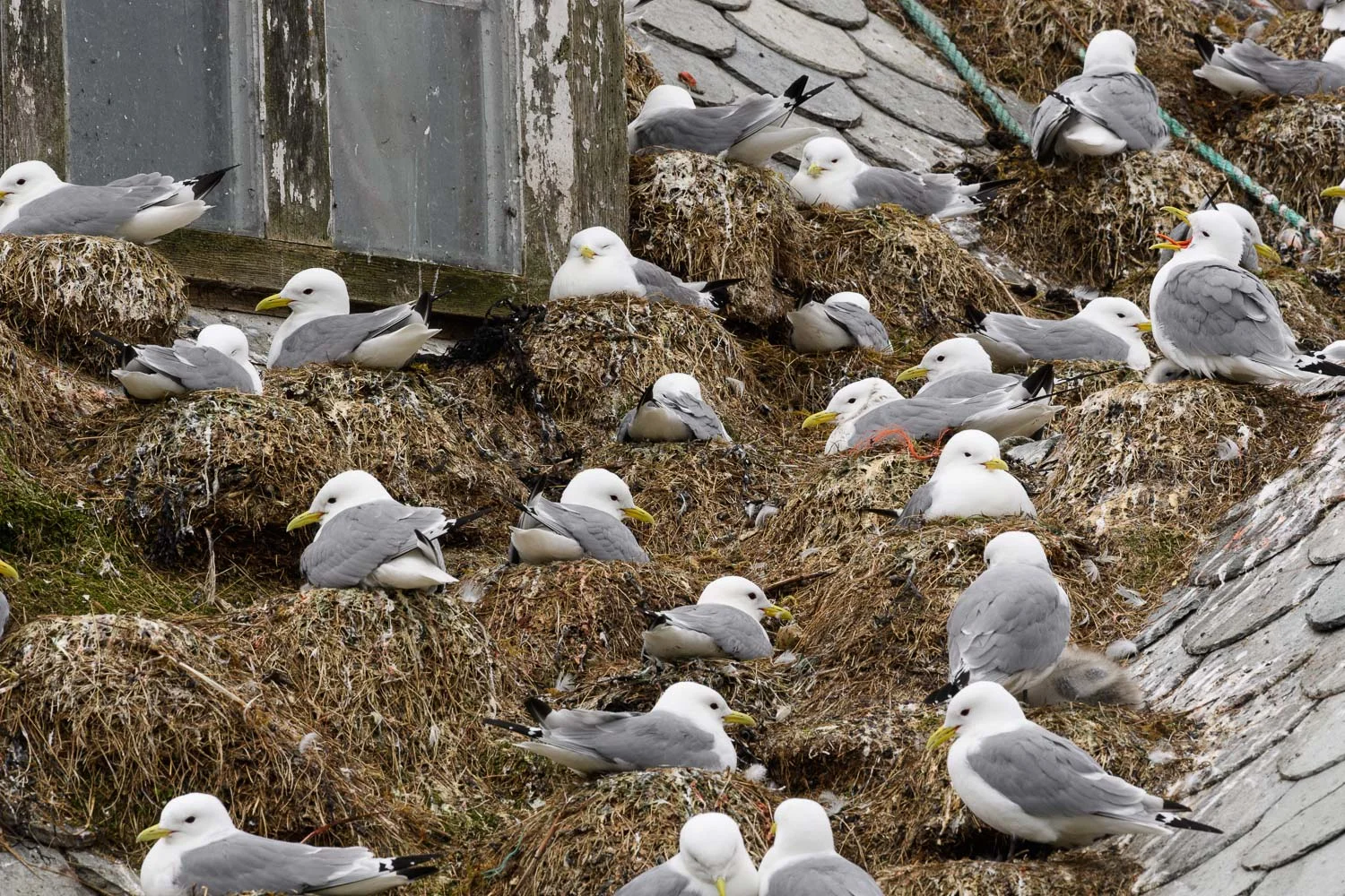 Nesting Kittiwakes