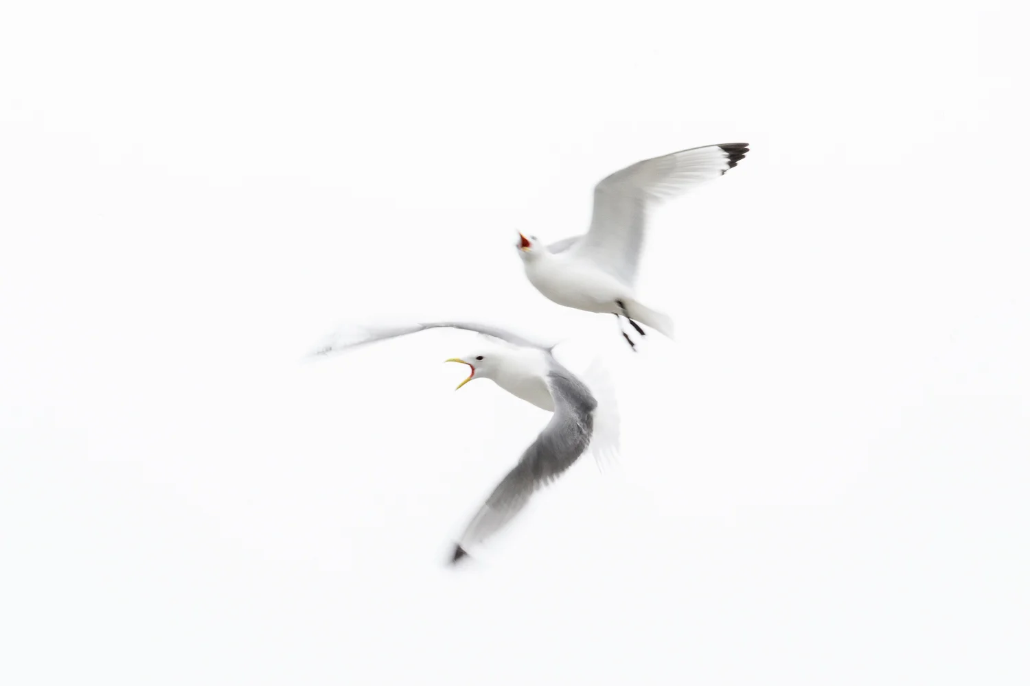 Kittiwakes in Flight