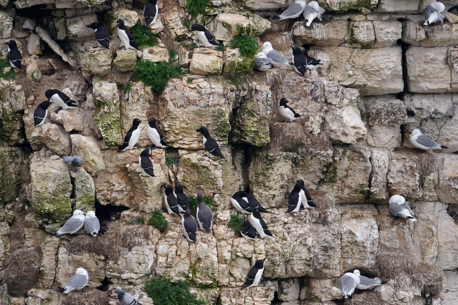 Seabird City