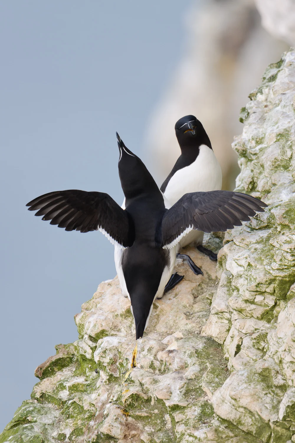 Displaying Razorbill