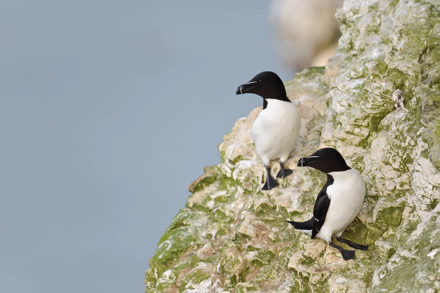 Razorbills