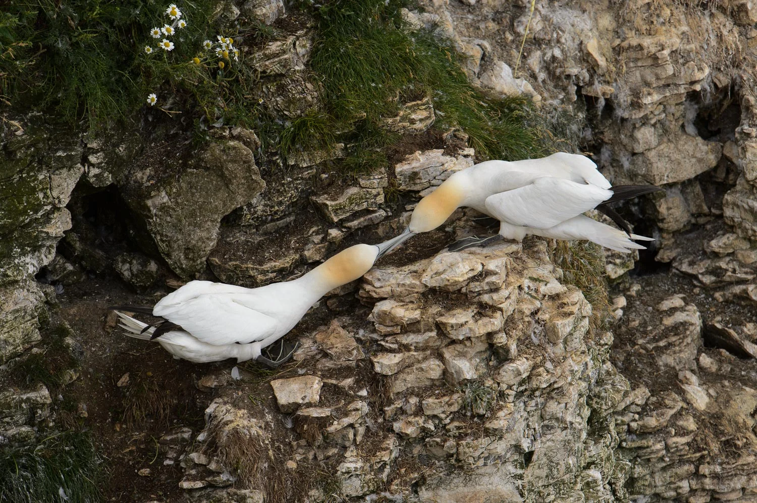 Northern Gannets