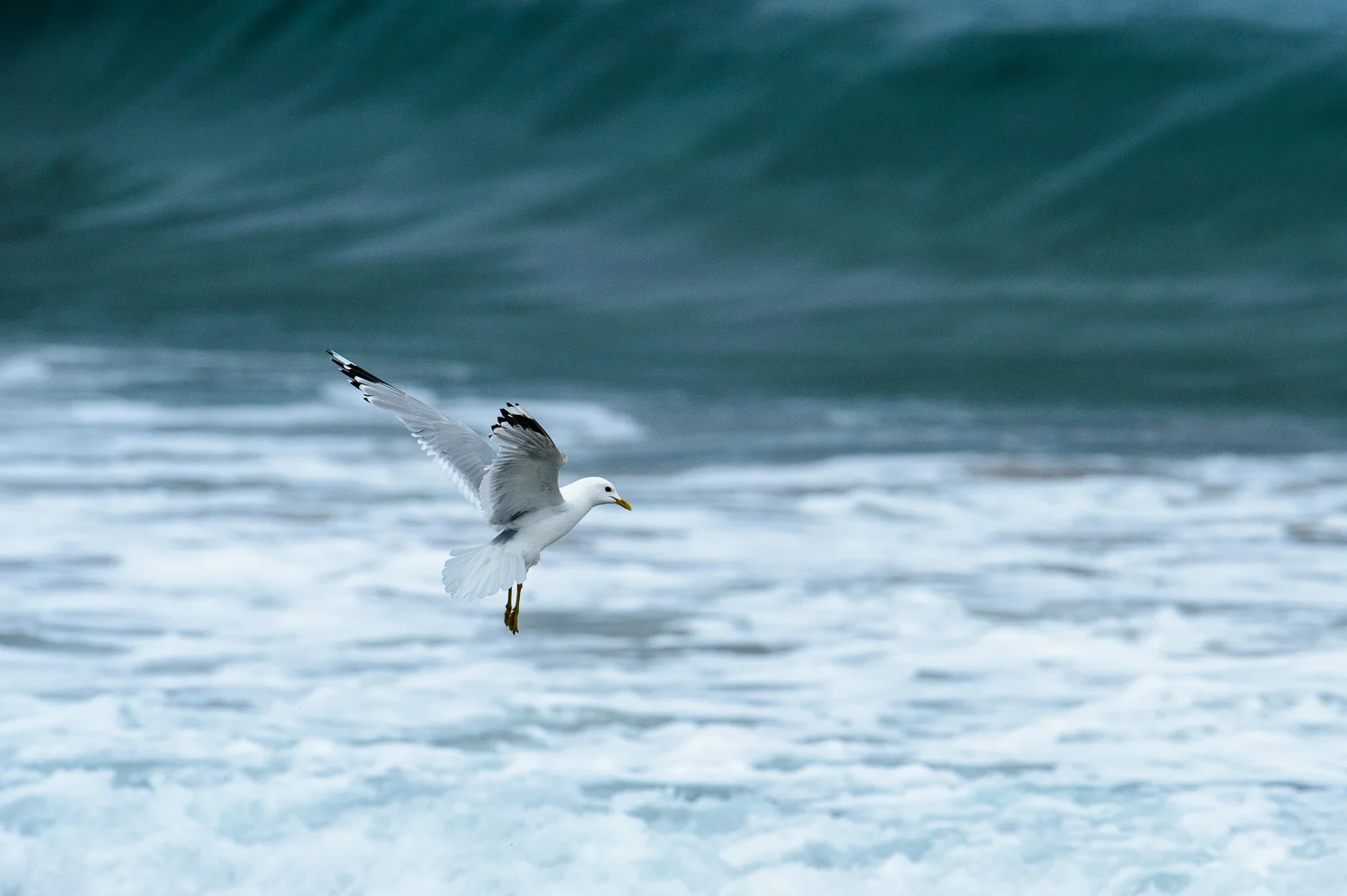 Kittiwake