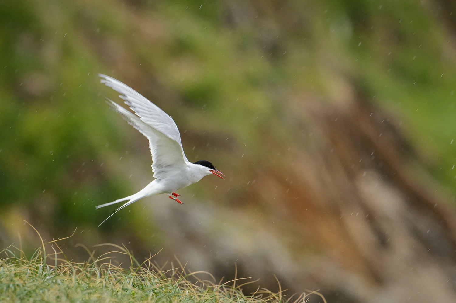 Arctic Tern Flying in the Rain