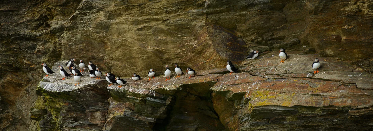 Puffins on a Ledge
