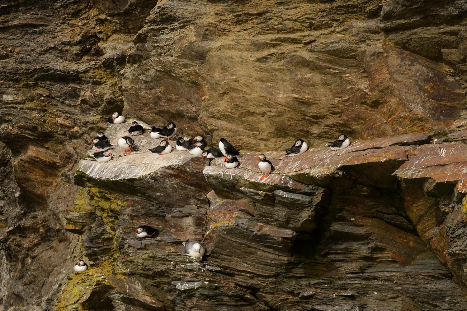 Puffins on Sea Cliffs