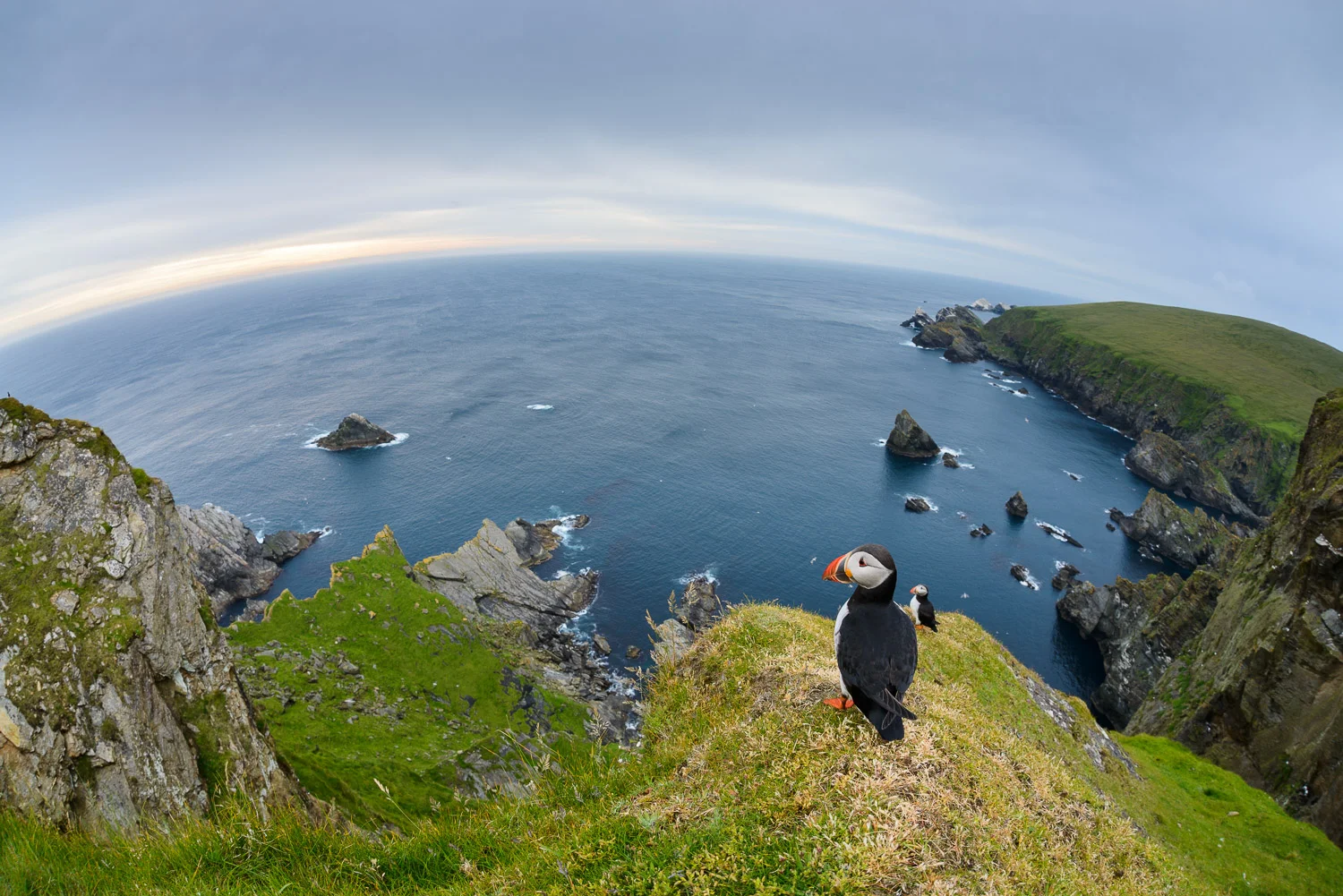 Puffins at Hermaness
