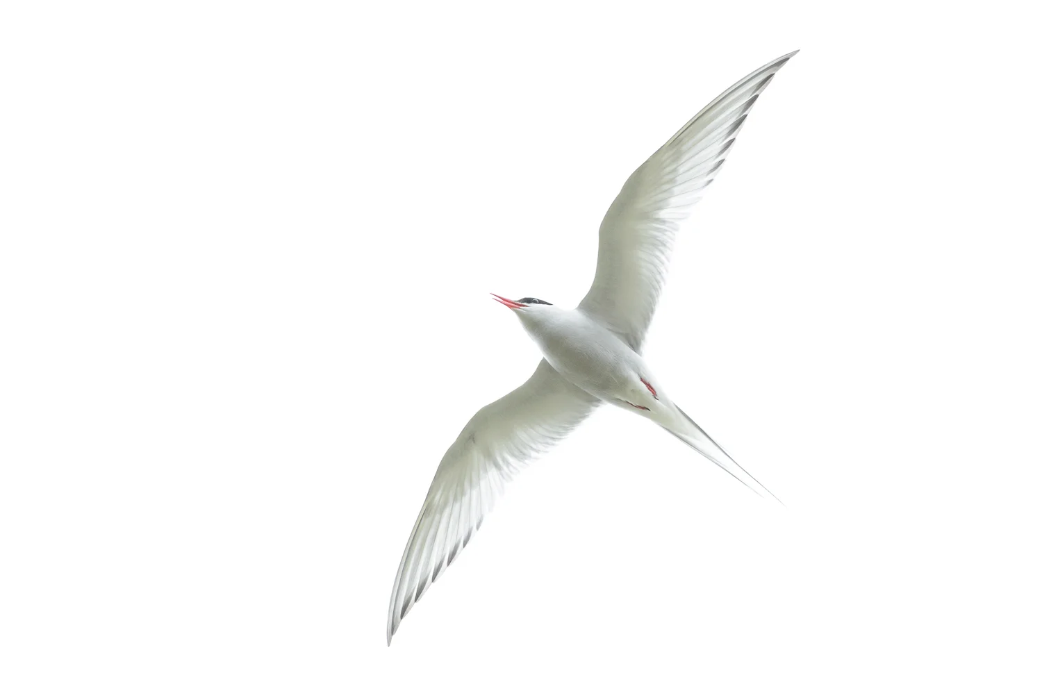Arctic Tern