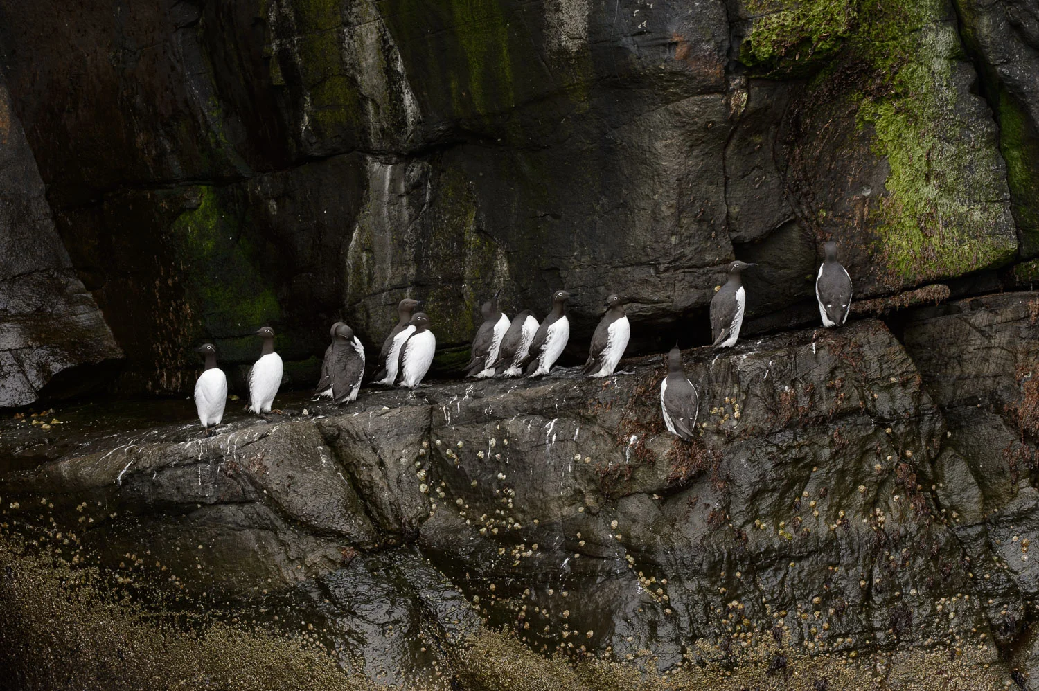Guillemots