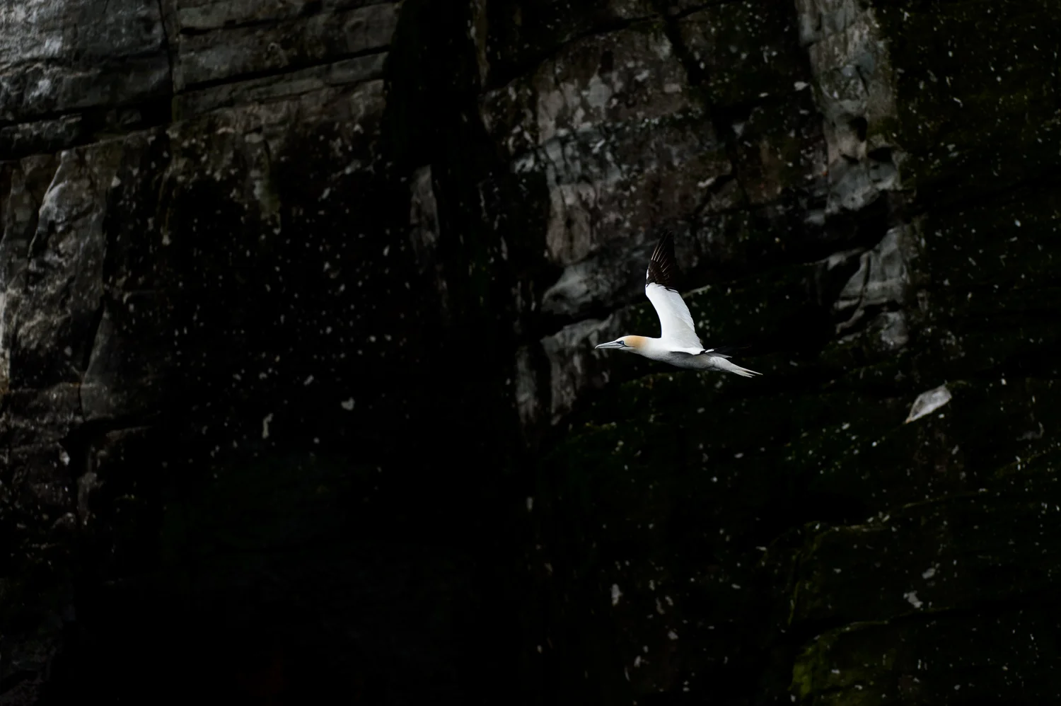 Northern Gannet in Flight