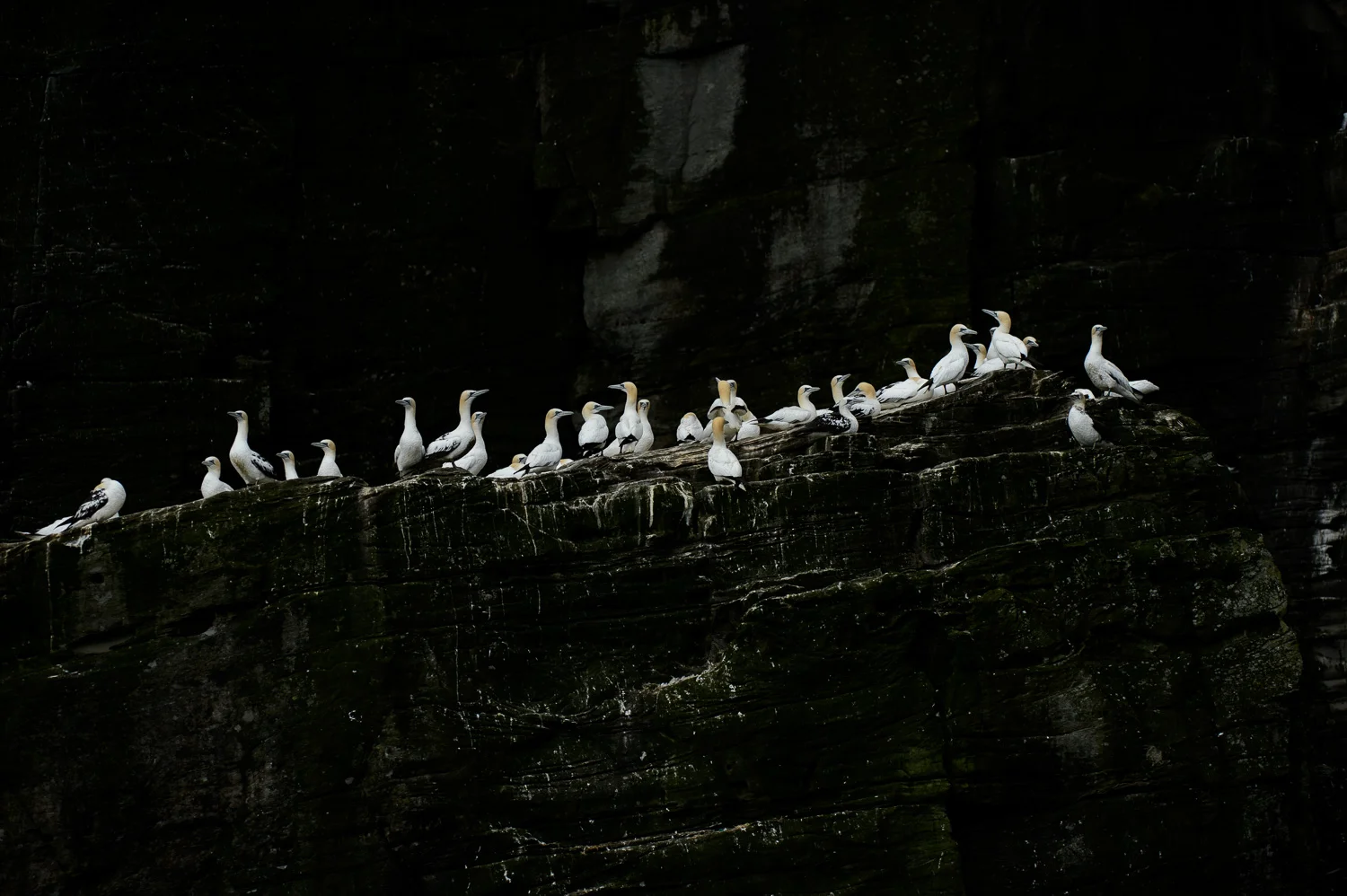 Northern Gannets