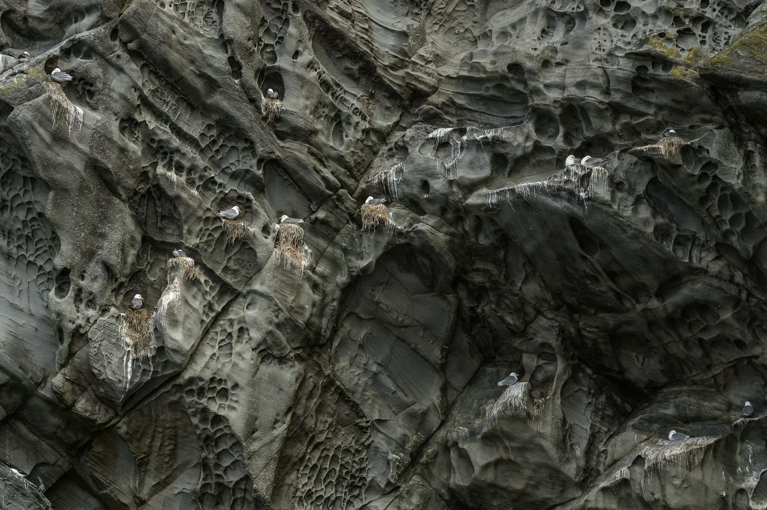 Kittiwakes