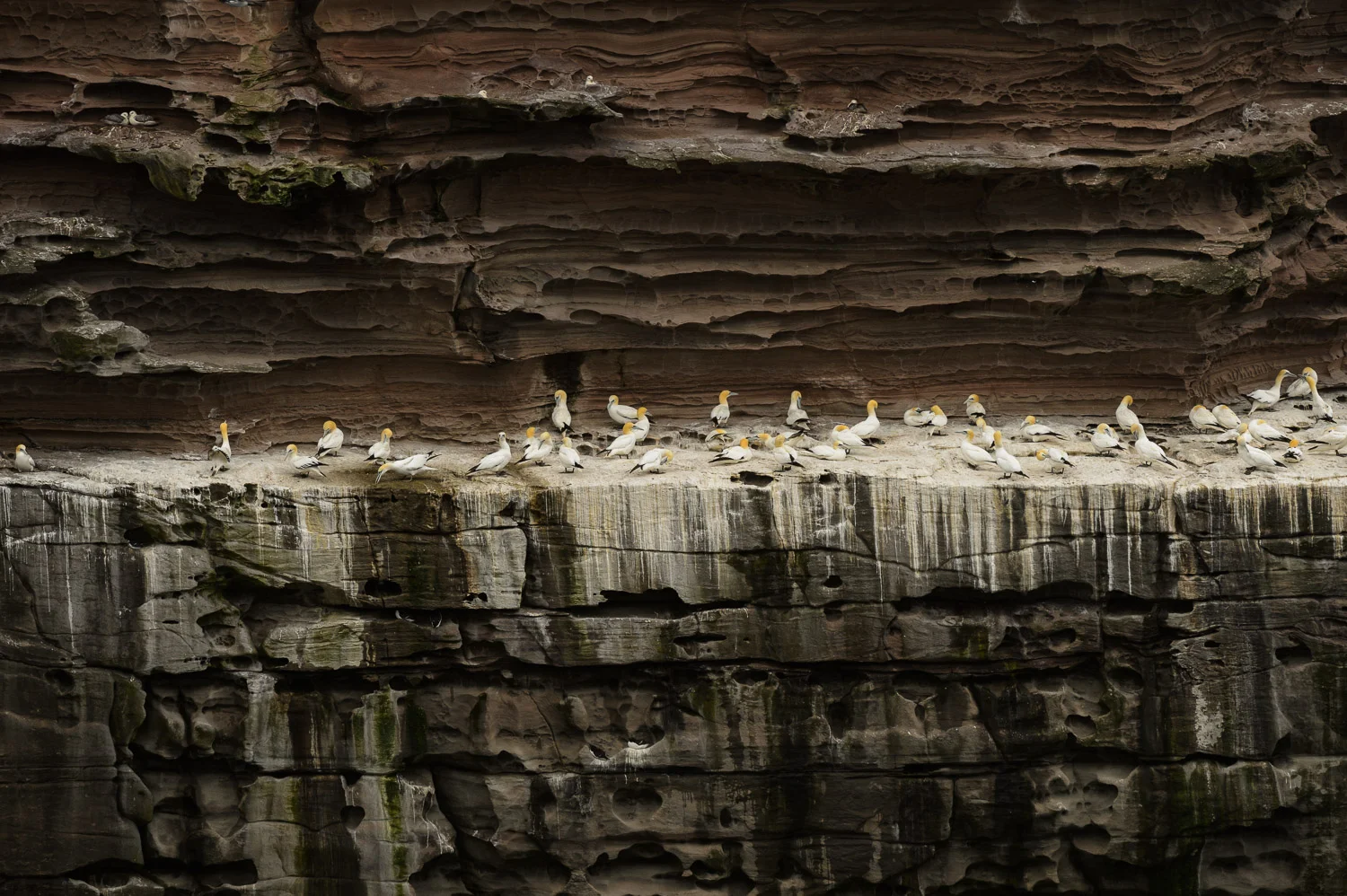 Northern Gannets and Kittiwakes