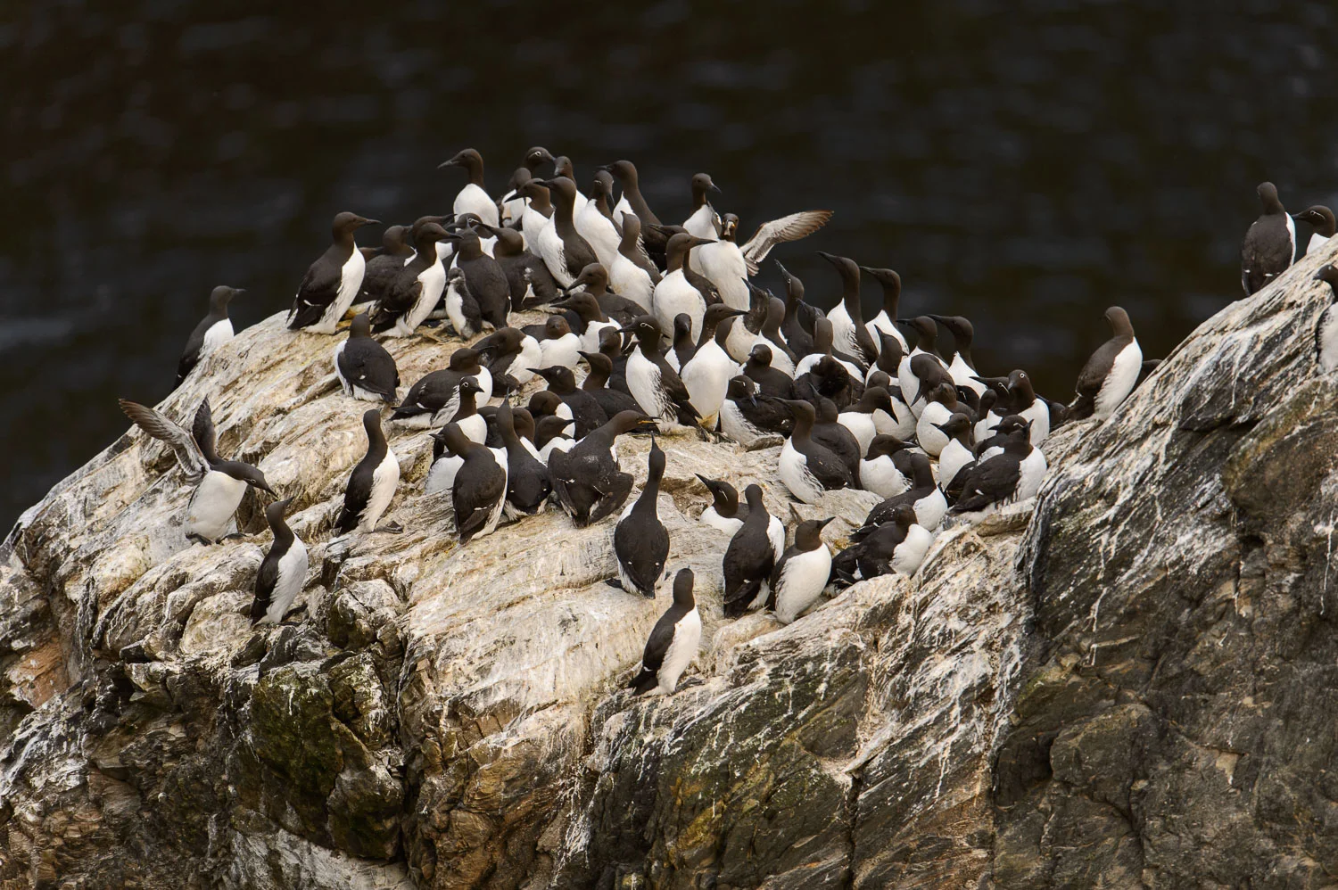 Guillemots