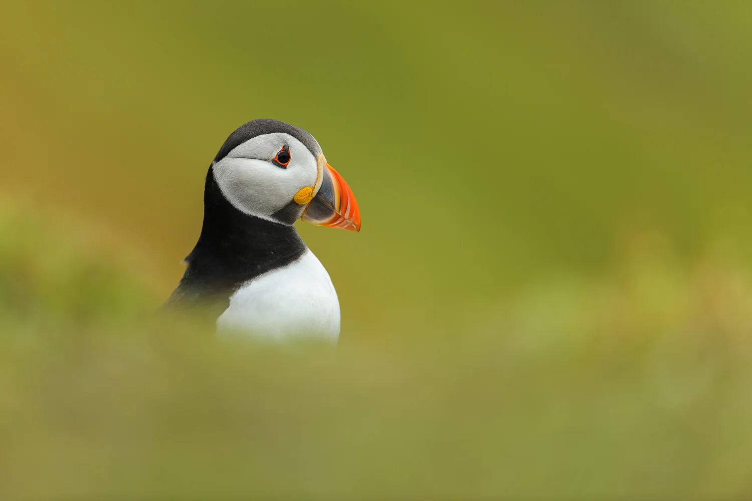 Puffin