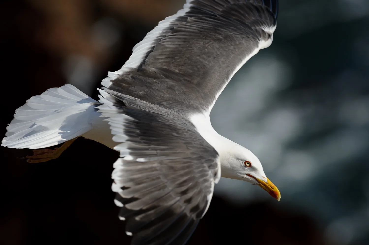 Lesser Black-Backed Gull