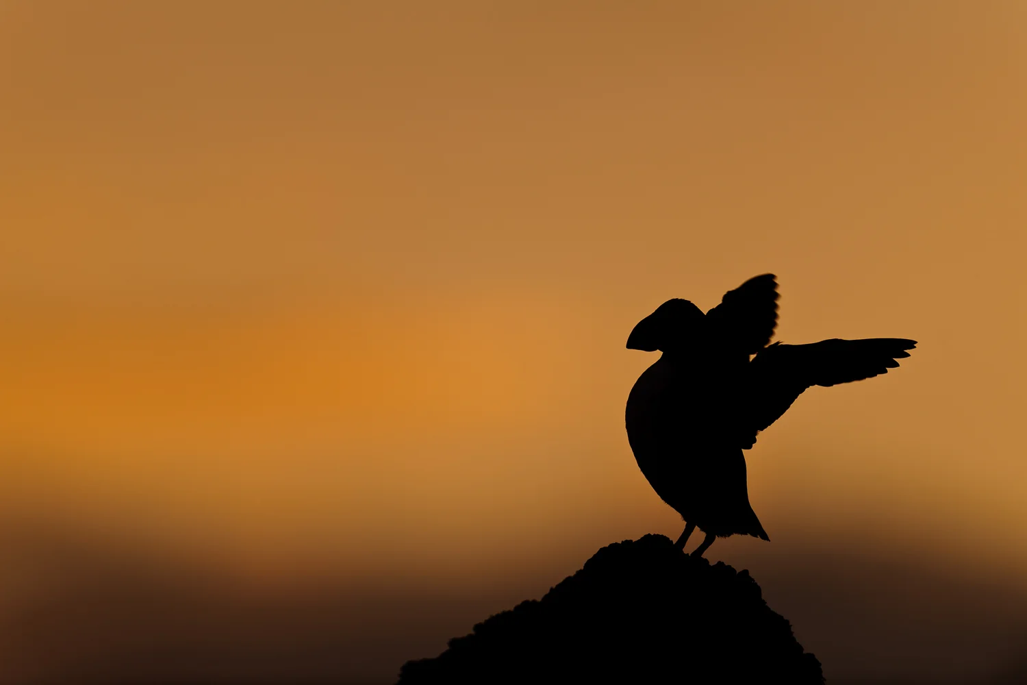 Puffin Silhouette