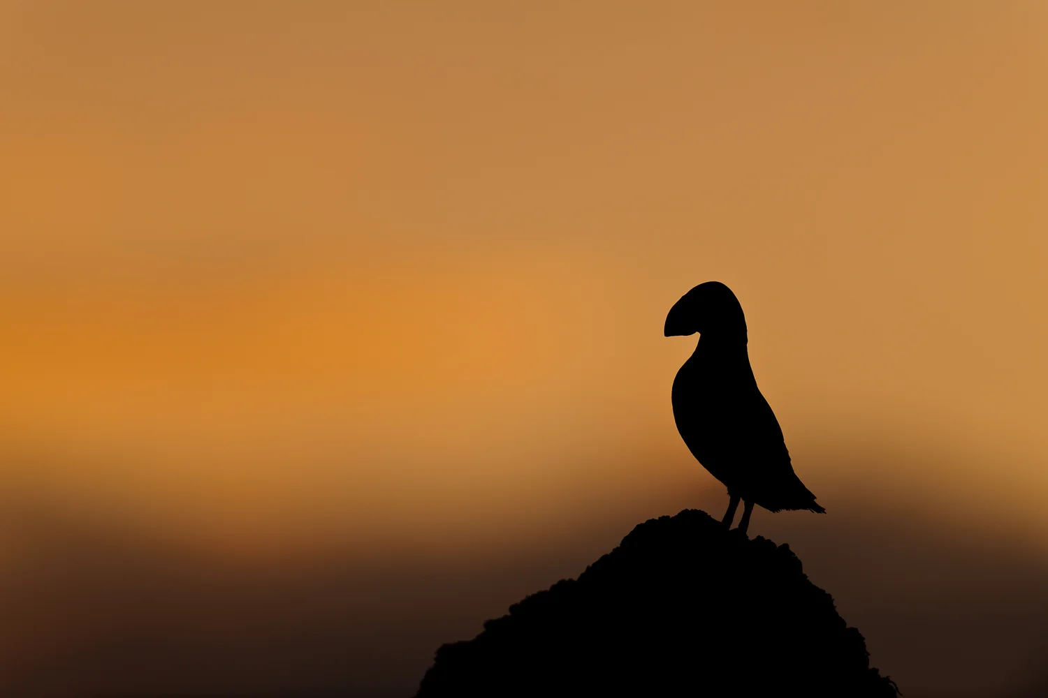 Puffin Silhouetted at Dusk