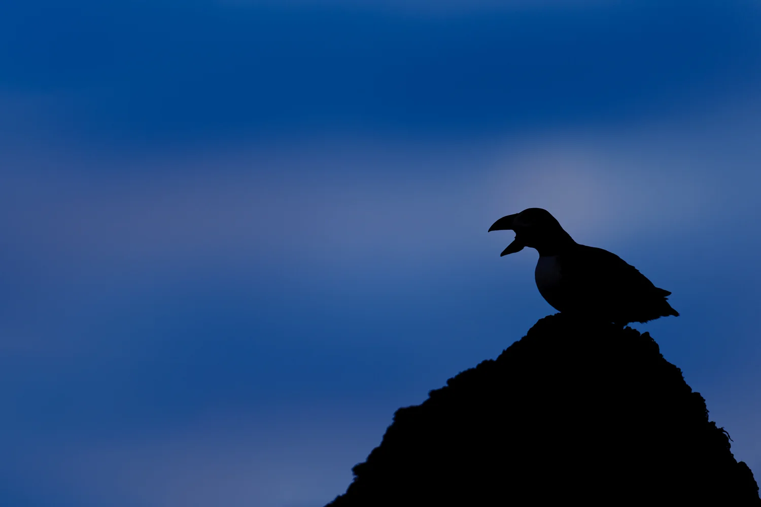 Puffin Silhouetted at Twilight