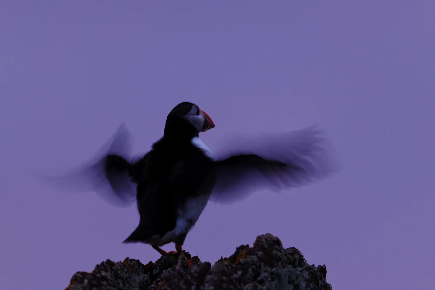 Twilight Puffin