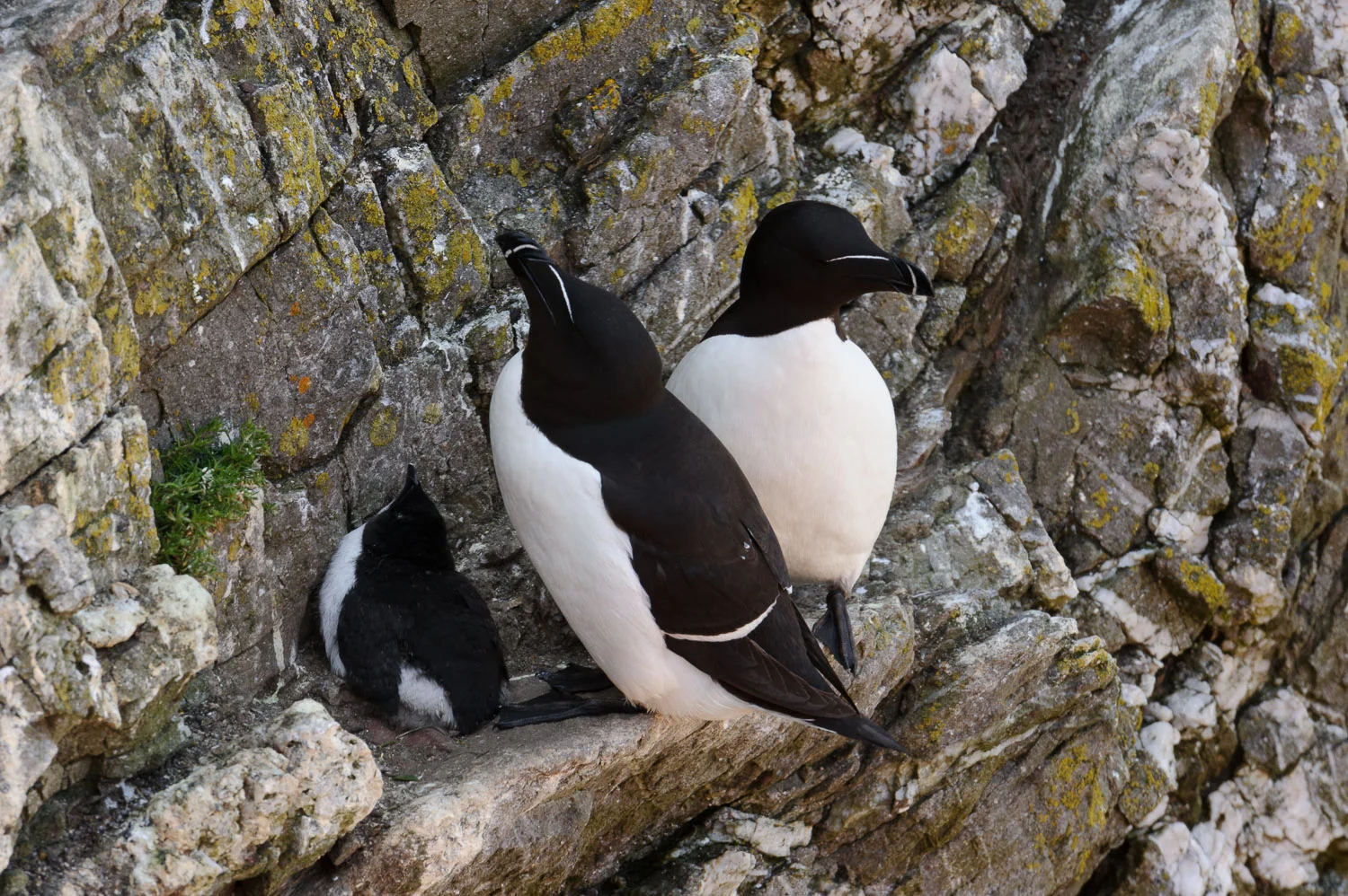 Razorbills