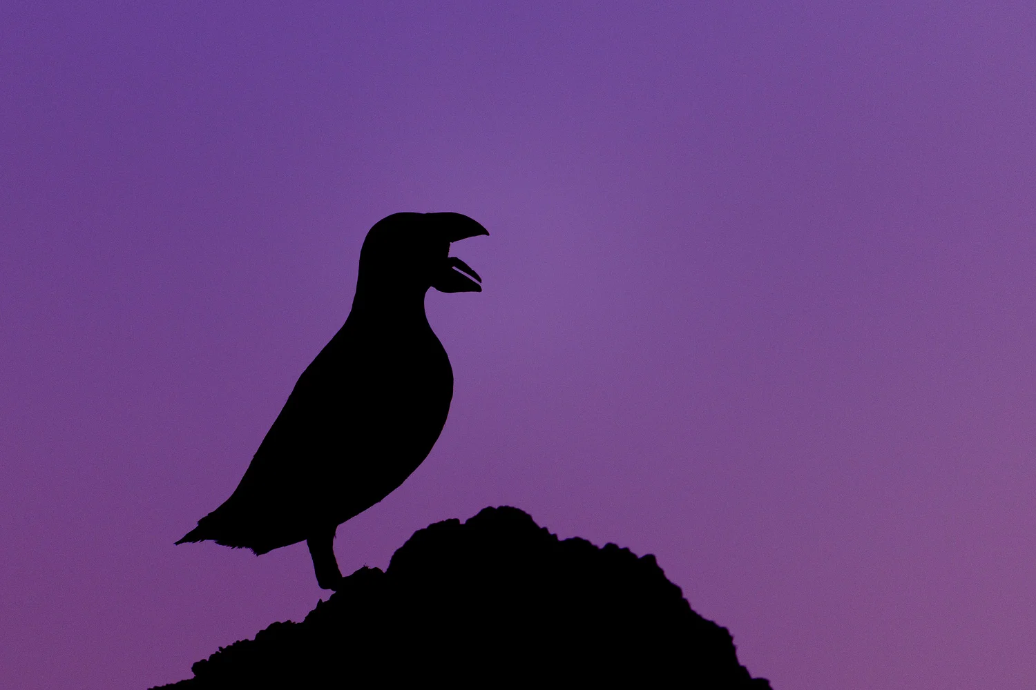 Puffin Silhouetted at Twilight