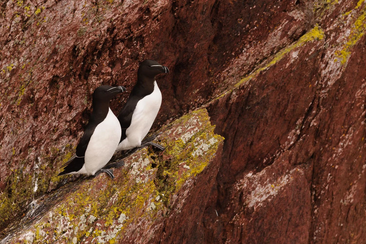 Razorbills