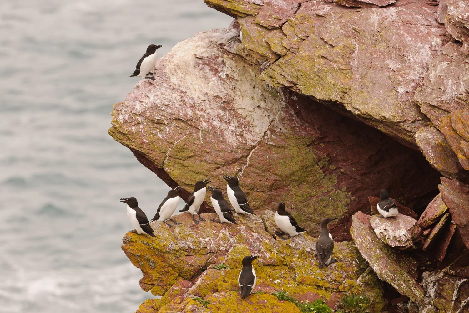 Guillemots and Razorbills