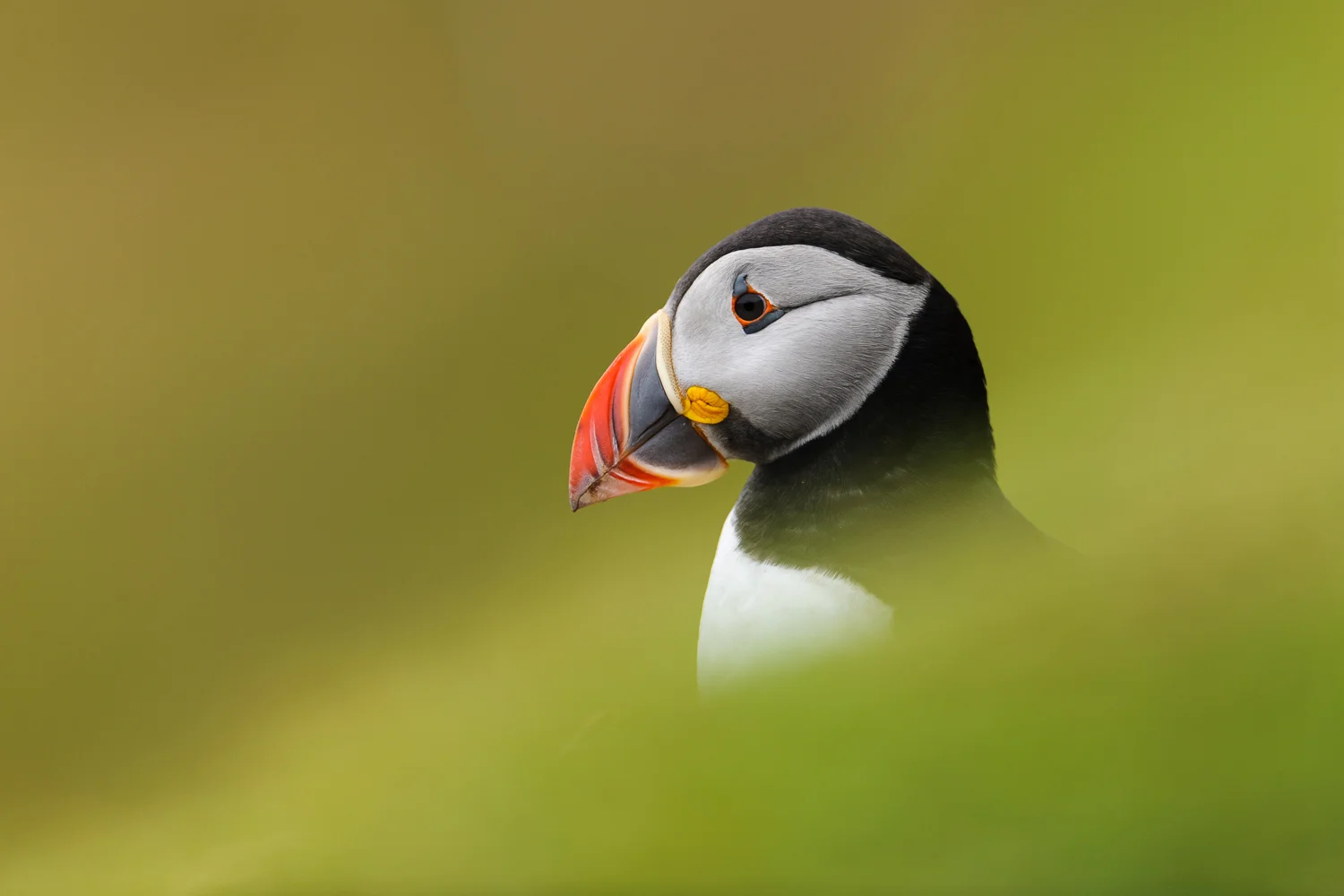 Puffin