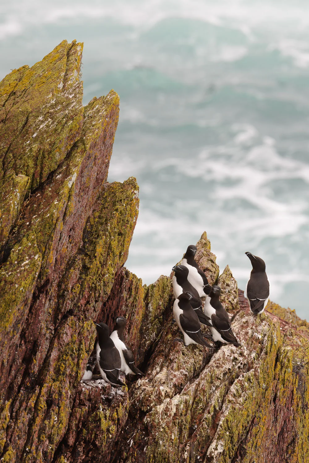 Razorbills Nesting on Sea Cliffs
