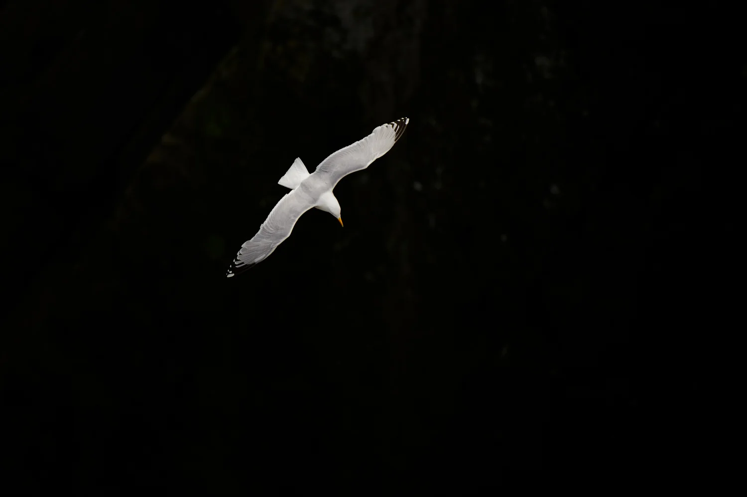 Kittiwake