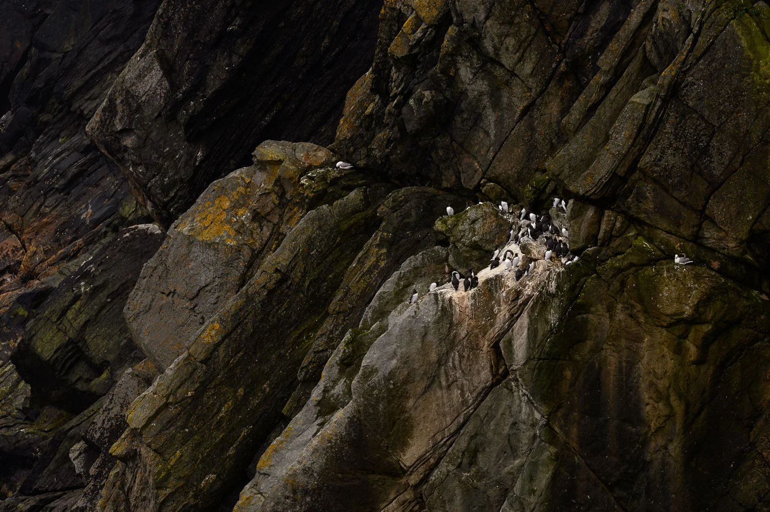 Guillemots and Kittiwakes