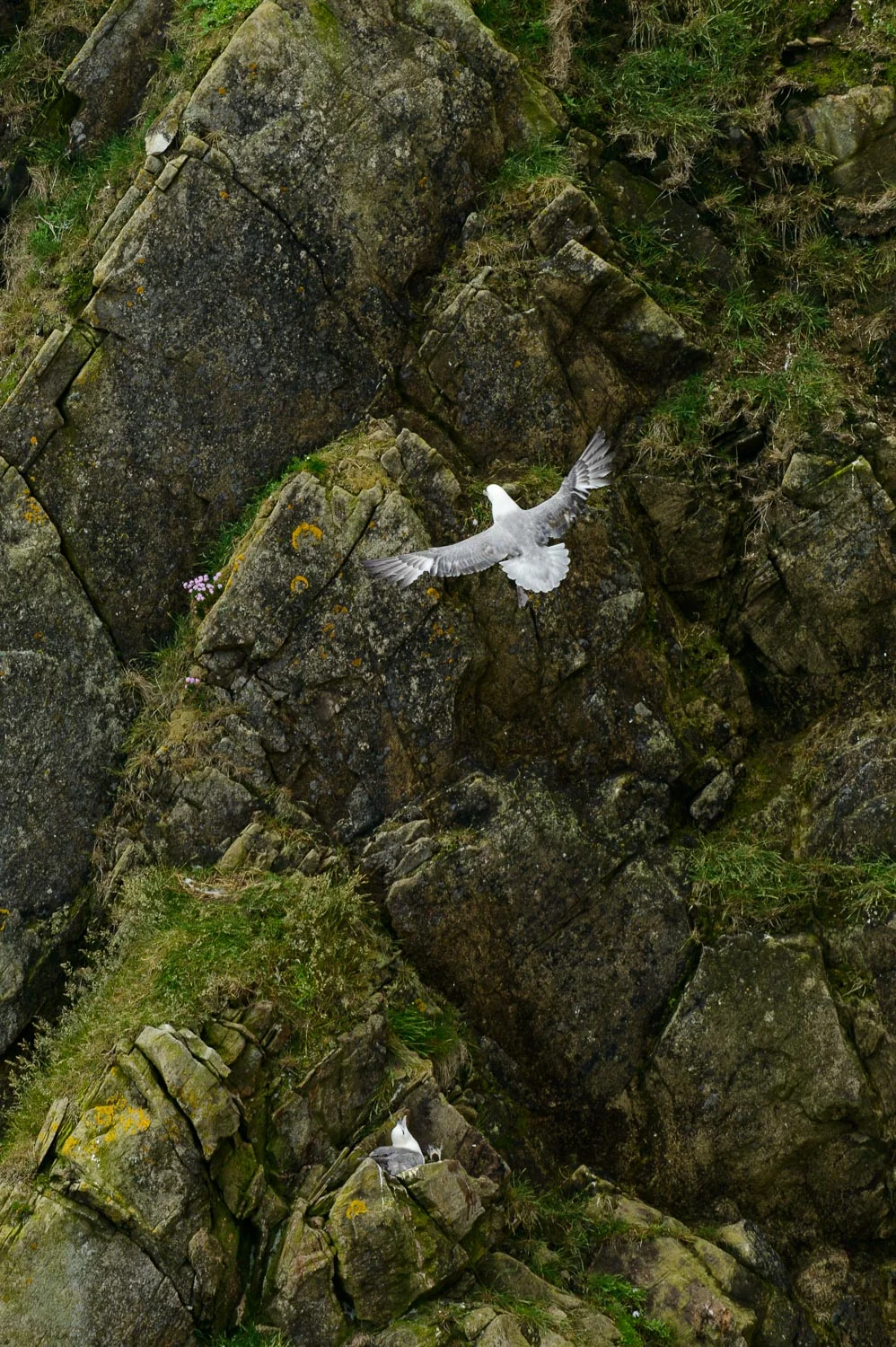 Fulmars