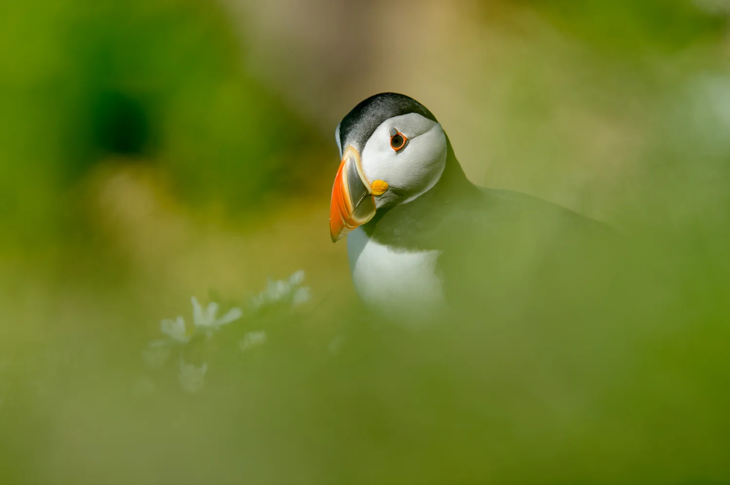 Puffin