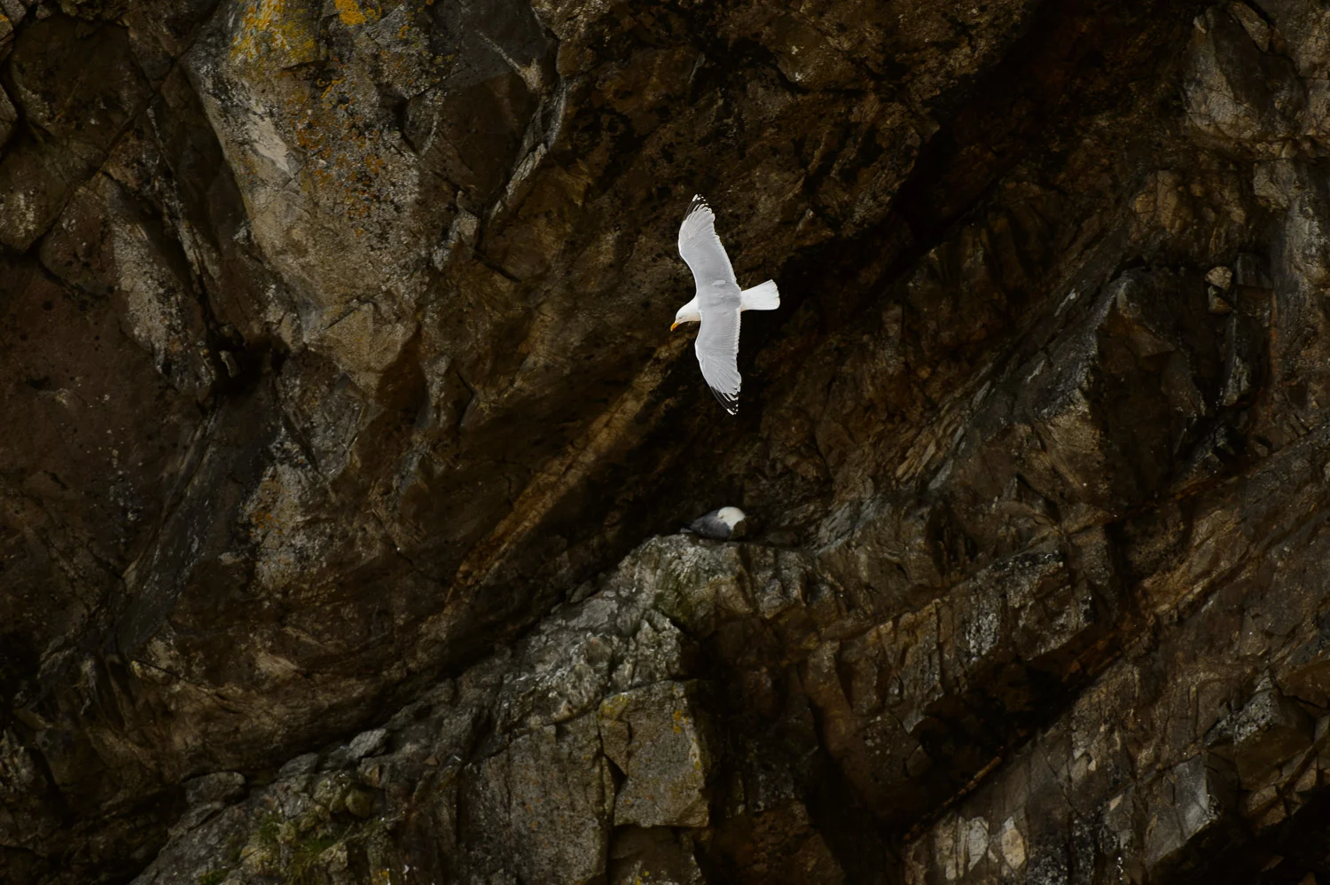 Kittiwakes