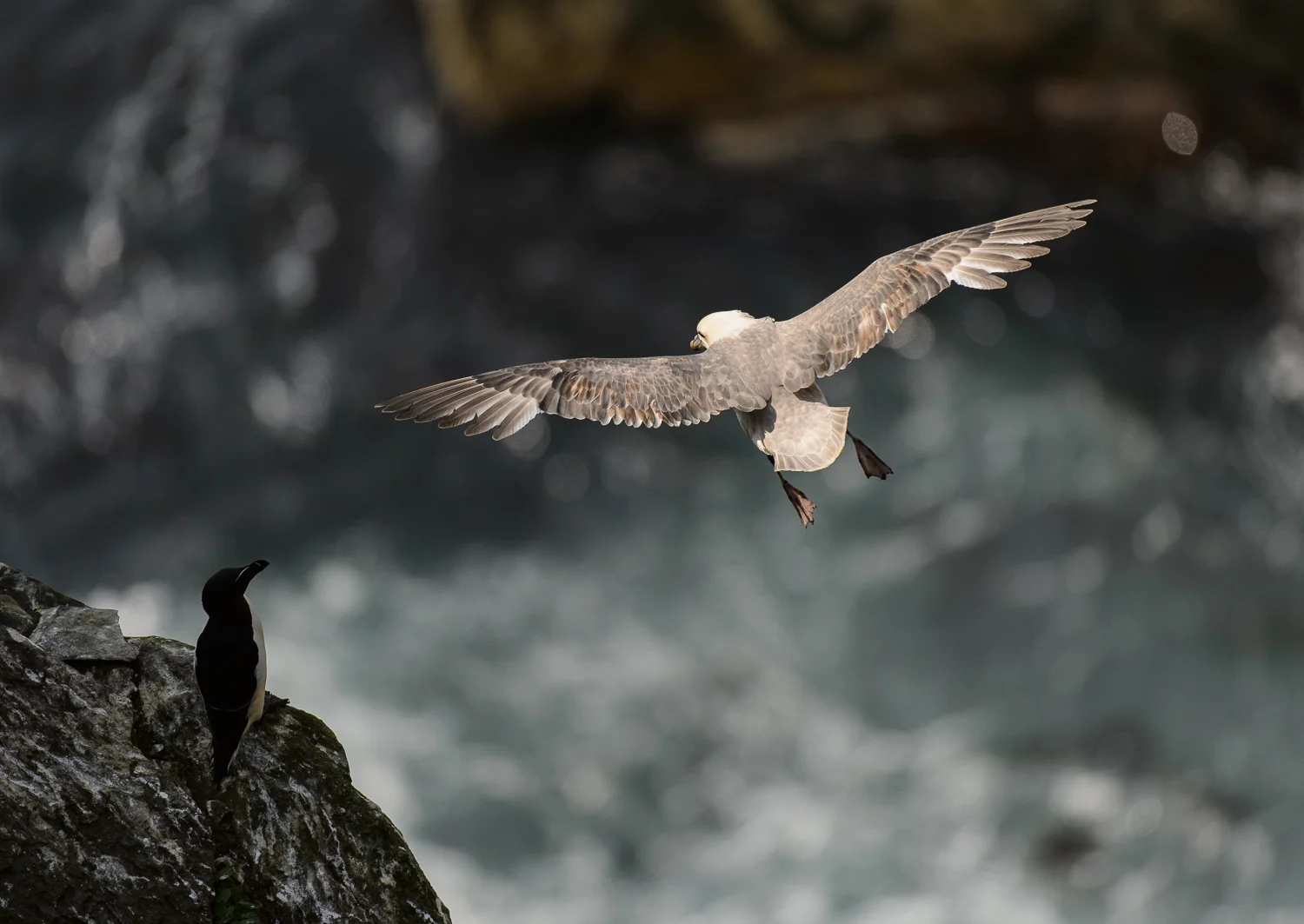 Fulmar and Razorbill