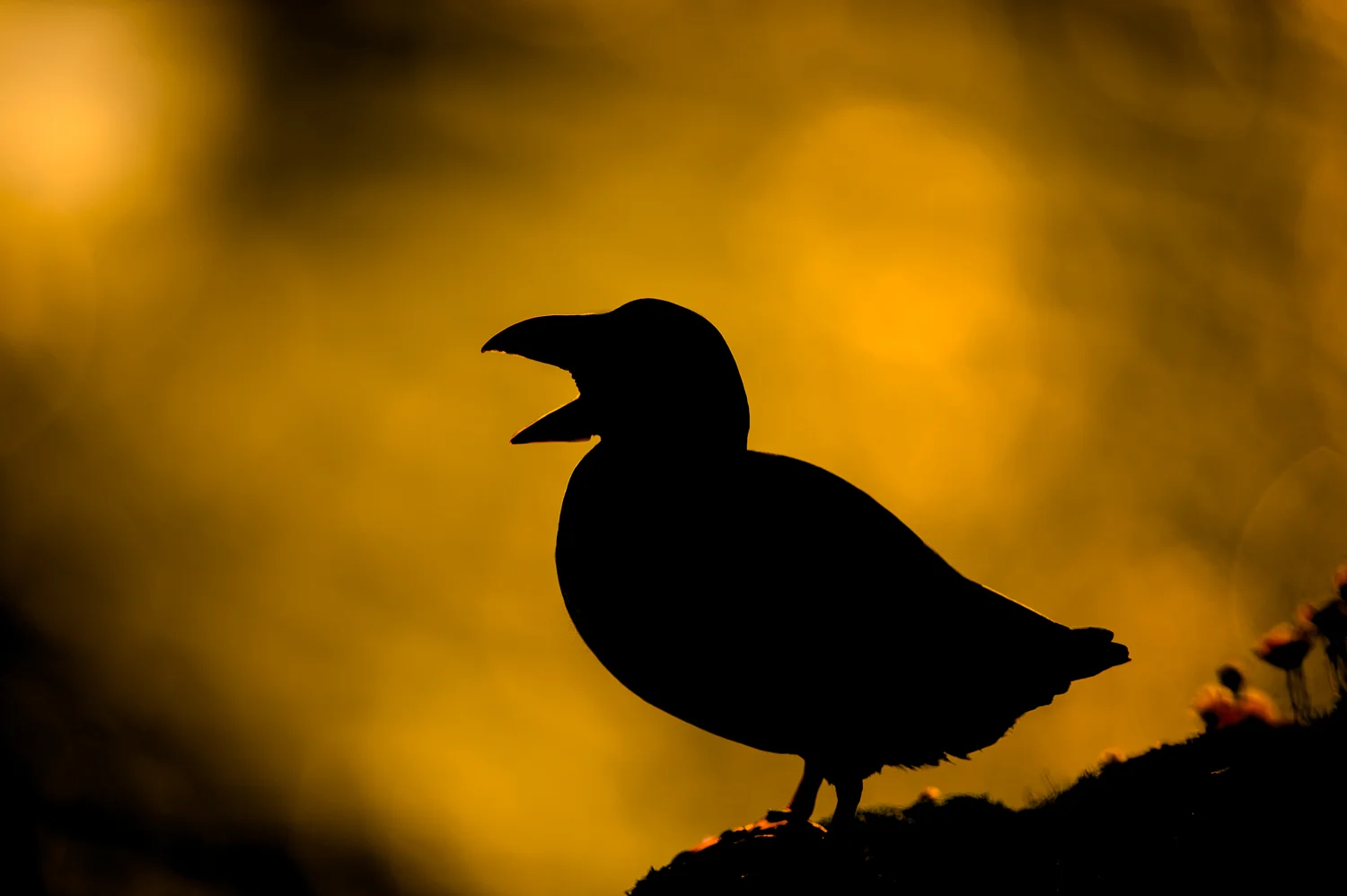 Puffin Silhouette