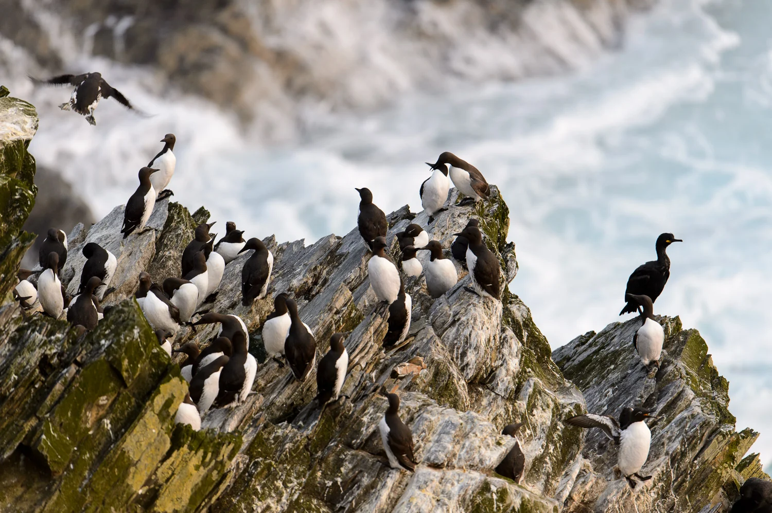 Guillemots and a Shag