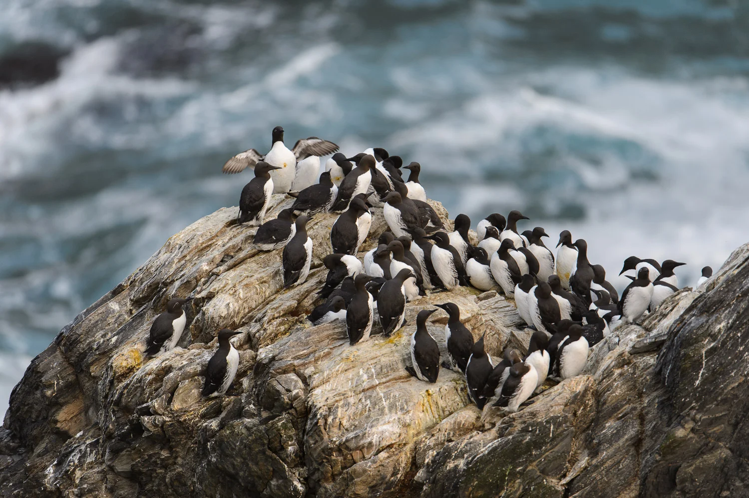 Guillemots