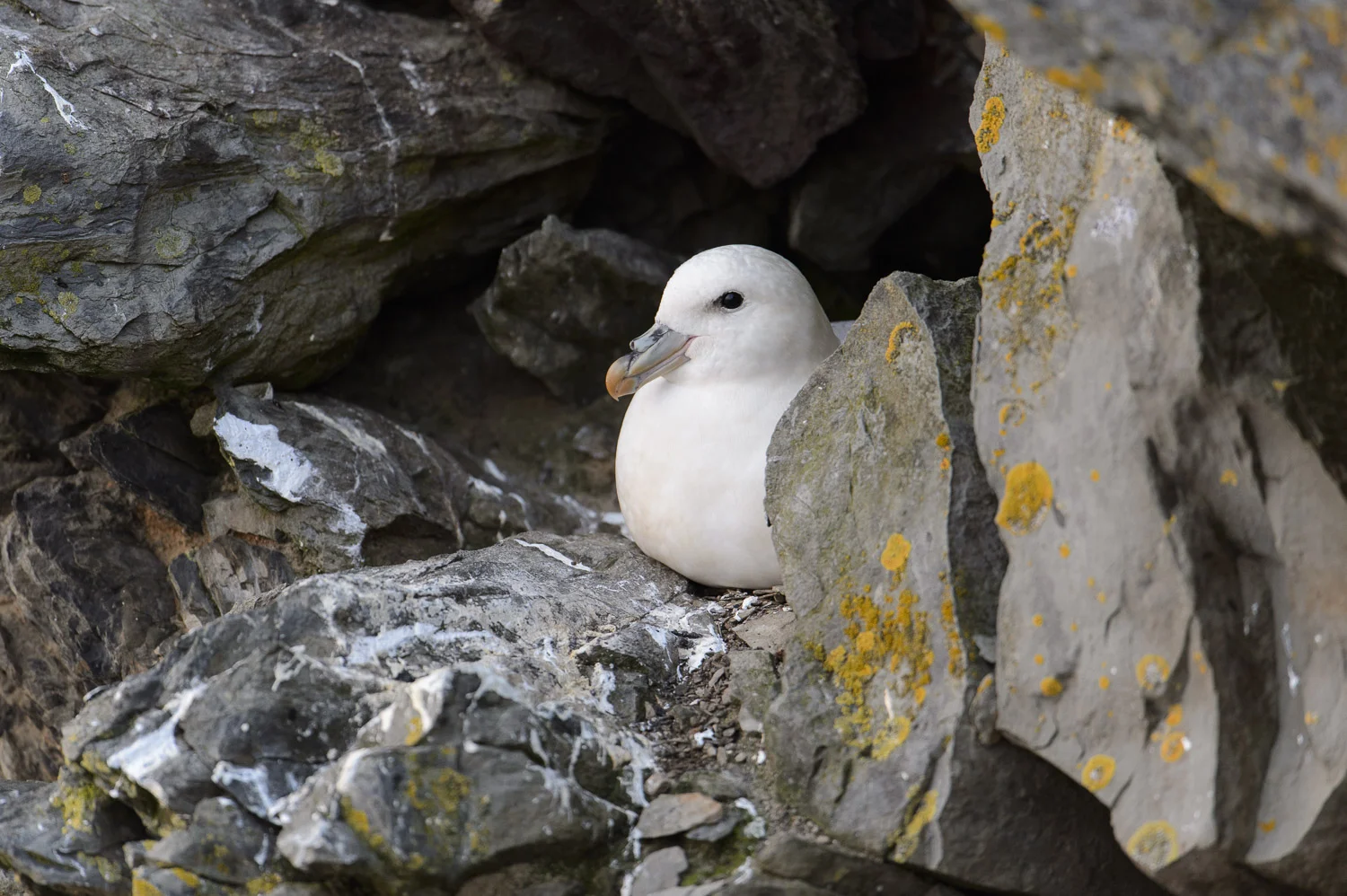 Nesting Fulmar