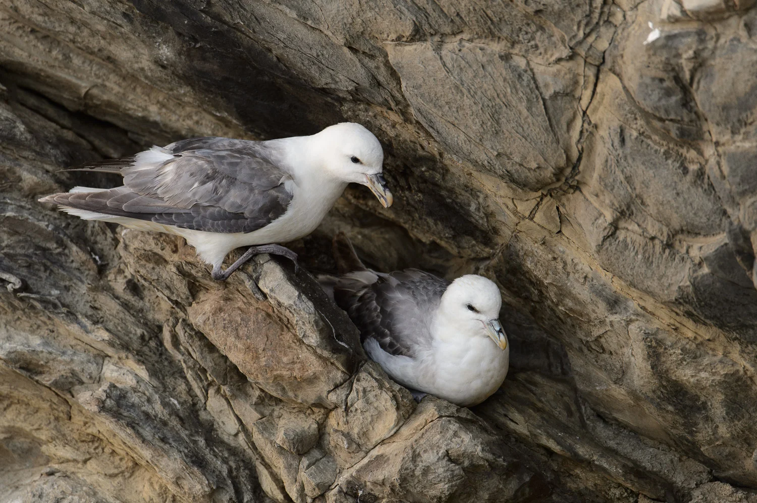 Nesting Fulmars