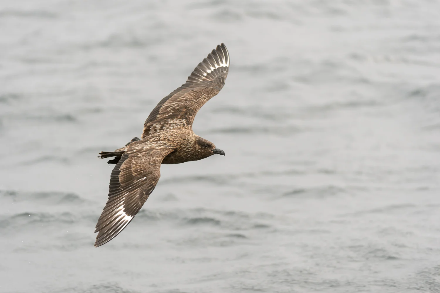 Great Skua