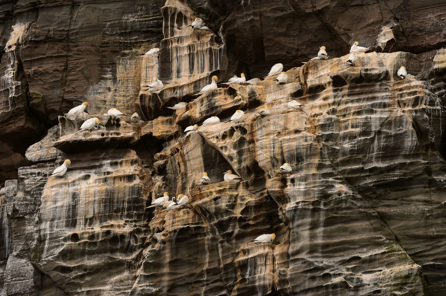 Northern Gannets Nesting on Noss