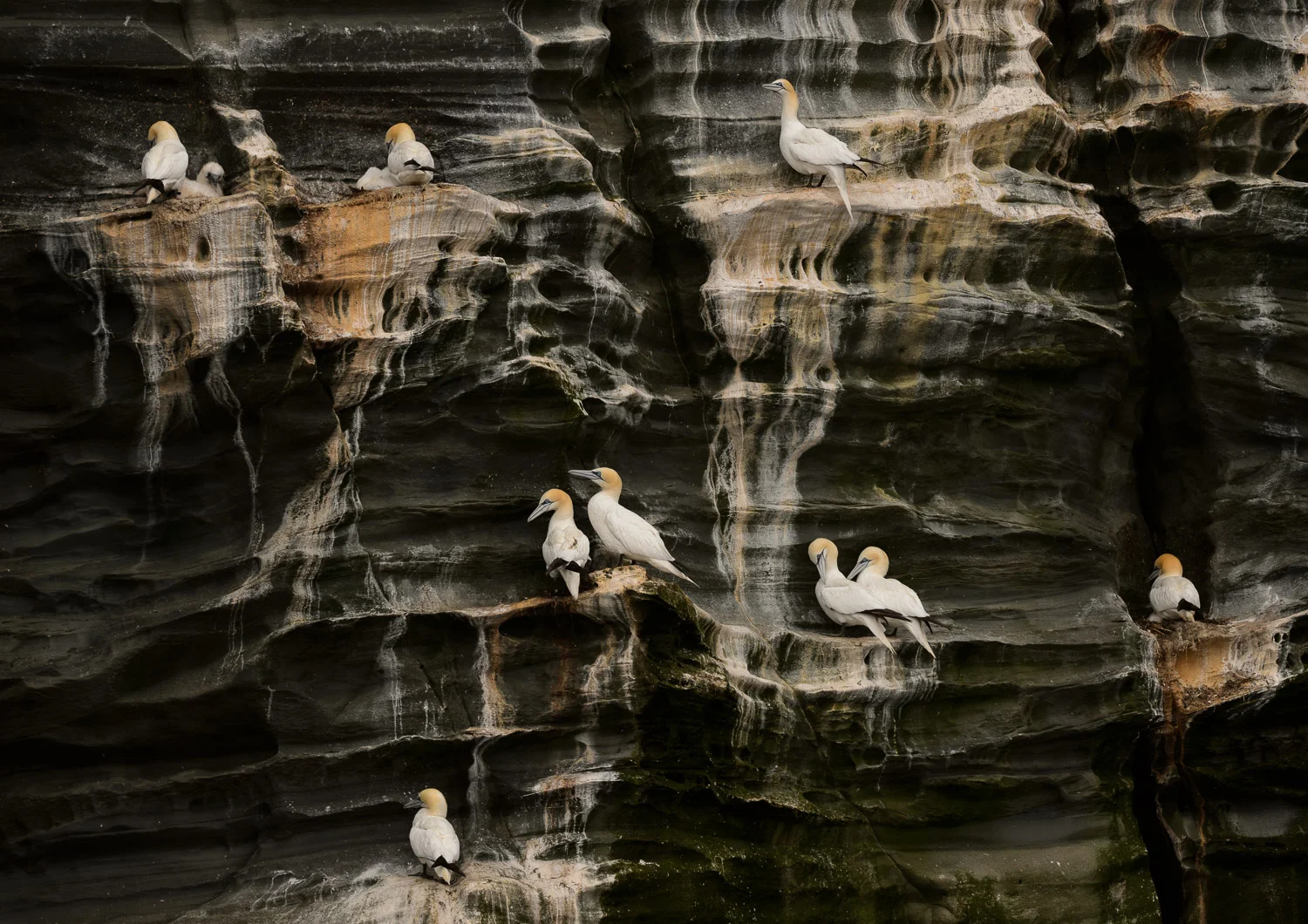 Nesting Northern Gannets