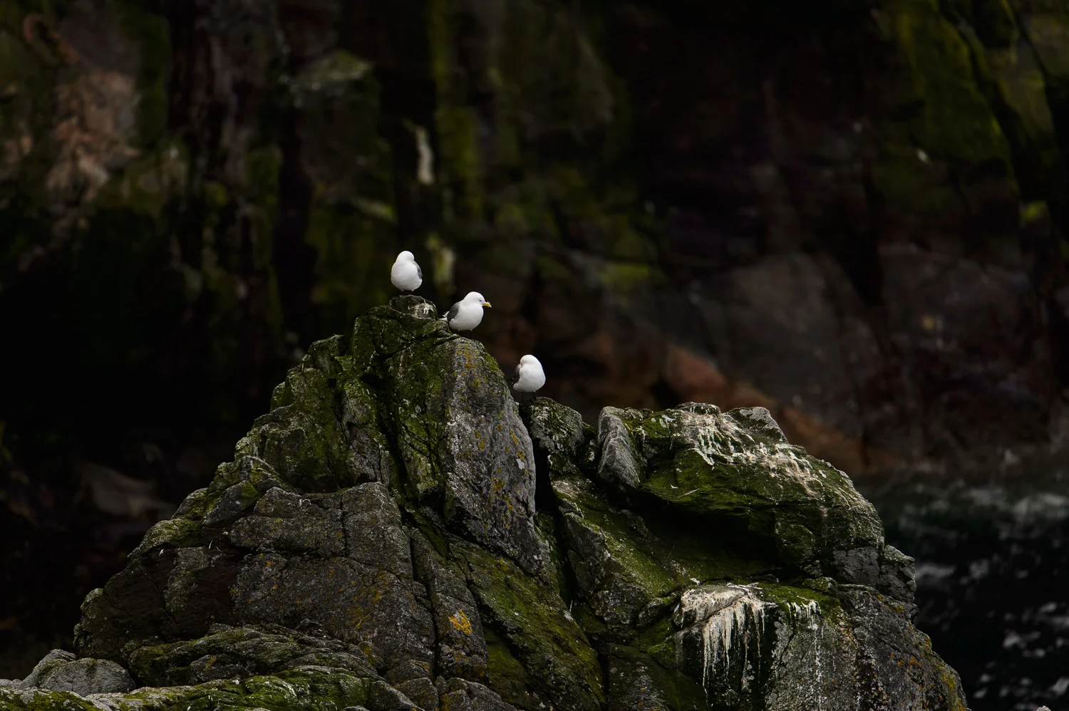 Kittiwakes