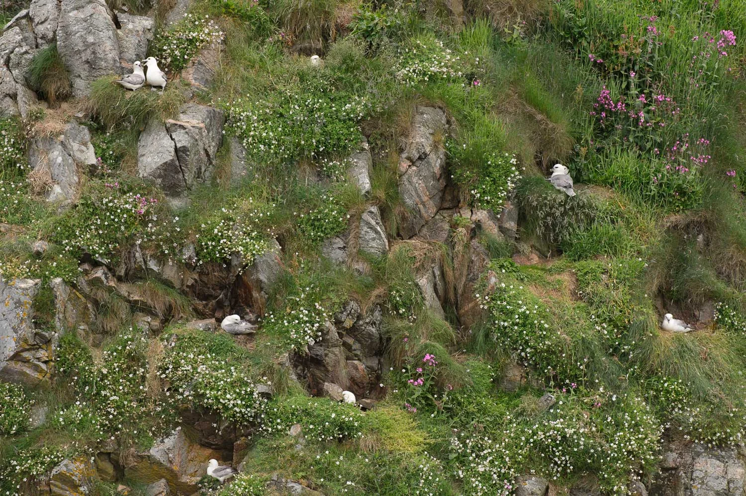 Nesting Kittiwakes
