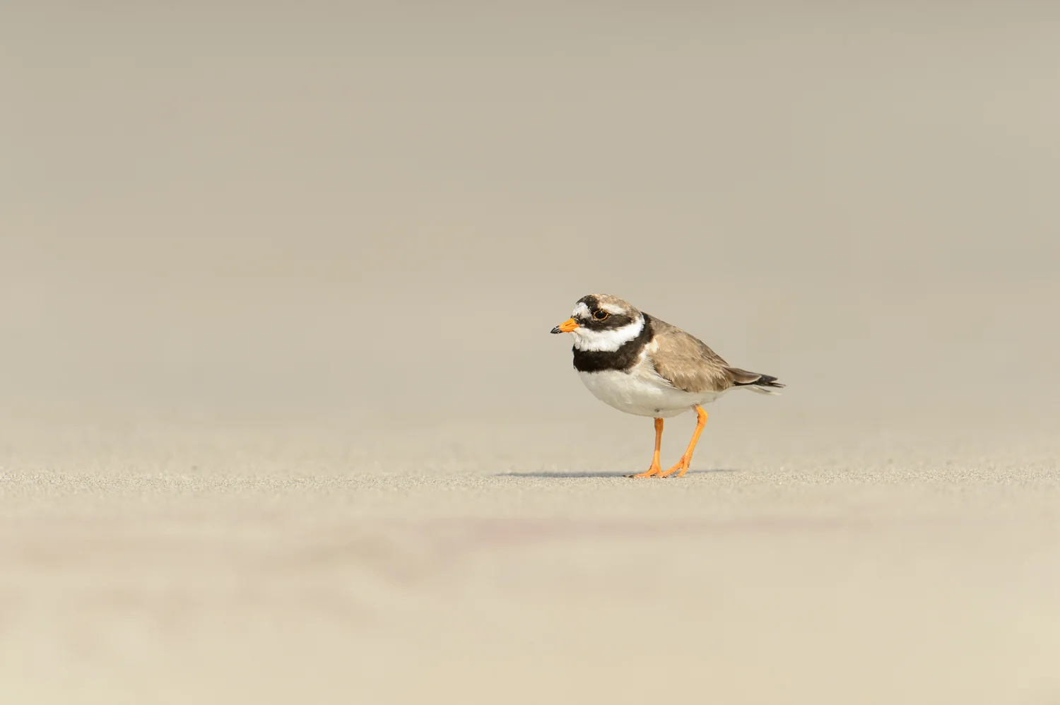 Ringed Plover